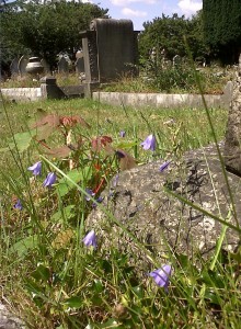 Several of Bexley's older cemeteries, being relatively undisturbed, and retaining the original fine acid grassland sward, provide havens for increasingly rare London species such as these Harebells at Christchurch, Bexleyheath. (Photo: Chris Rose)