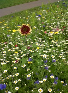 Danson's 'wildflower meadow' captures the effect of a flowery mead without sticking rigidly to native species, and provides  a good selection of nectar and pollen sources for insects. (Photo: Chris Rose) 