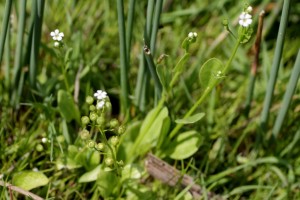 The Primula relative Brookweed (Samolus valerandi), a very rare plant in London, growing  at Thames Road Wetland. (Photo: Martin Petchey).