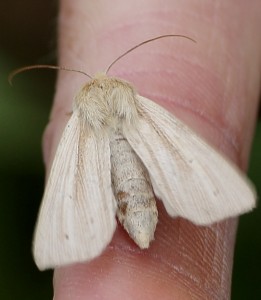 Probable Bulrush Wainscot moth . (Photo: Martin Petchey).