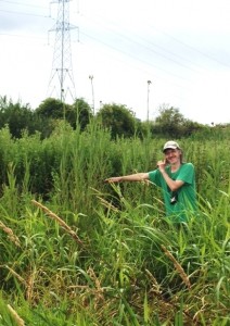 TRW Site Manager Chris Rose, standing in front of the towering Marsh Sow-thistles, briefs visitors about these statuesque plants. (Photo: Karen Sutton). 