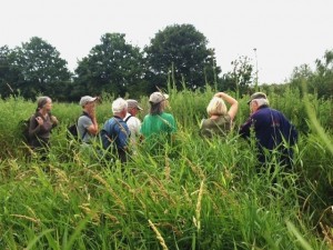 Some of the group getting up close and personal with the Marsh Sow-thistles.  Even botanists have to look skywards sometimes .... (Photo: Karen  Sutton).  