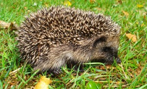 British Mamals - Hedgehog