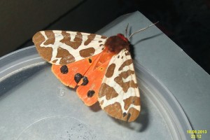 Different wing patterns and spotting on the Garden Tiger.