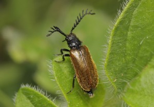 Drilus flavescens, an uncommon beetle, is an indicator of the importance of Braeburn park - and brownfield sites - for invertebrates. (Photo: Tristan Bantock). 