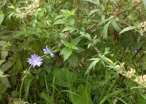  Wild Chicory (Cichorium intybus), a blue-flowered Dandelion relative, on the sewer pipe embankment. (Photo: Chris Rose)