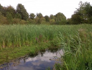 East of the Wansunt, the pools remain dominated by Greater Reedmace, even though the prevailing wind direction ought to be blowing Common Reed seed this way! (Photo: Chris Rose)