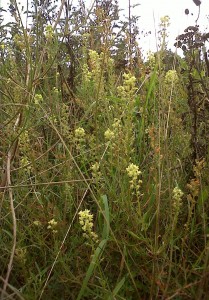 Wild Mignonette (Photo: Chris Rose)