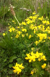 The drier conditions of the flat area by Thames Road favours a different suite of species, including several pea-family plants, such as this Bird's-foot Trefoil.