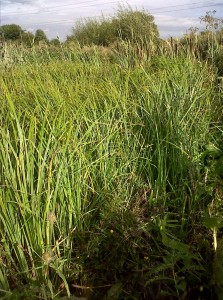The composition of emergent vegetation is still changing, with Common Reed and these Sedges 'on the march'. There is a Harvest Mouse nest a few inches in from the the margin of this patch of Sedge. (Photo: Chris Rose) 
