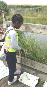 A youngster does some pond-dipping from one of the boardwalks at Crossness (Photo :  Karen Sutton)