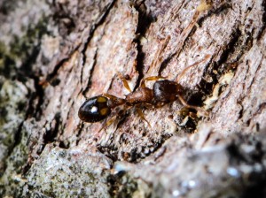 A worker Temnothorax nylanderi ant, foraging solo as is typical of the species, on an Oak tree on Lesnes Abbey Woods heathland. (Photo: Mick Massie)