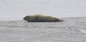Seal seen hauled out on the mud 