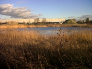 Looking west from Crossness nature reserve to the Norman Road development sites whetre the electricity sub-station once stood. If we couldn't get a return to marshland, at the very least we didn't want yet another grey box dominating the view ....