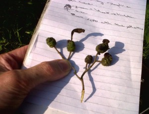 These Alder Tongue Galls from the Cray, show that the fungus Taphrina alni has spread into south-east England from the west.  