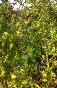 Five stem galls of Creeping Thistle, produced by a fly, are seen by the River Wansunt at Thames Road Wetland. (Photo: Chris Rose)