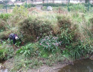 A Shuttle volunteer looks for embedded litter, before taking out the patch of Himalayan Balsam (centre) before it seeds.