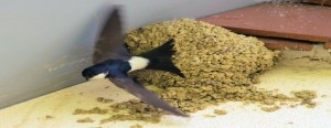 House Martin