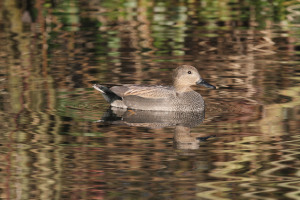 Gadwall (Anas strepera) on the lake at FCM.