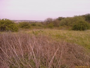 Erith Quarry, one of a handful of quality scrub habitats in the Borough. Large contiguous sites like this are far better for wildlife than small fragmented ones.