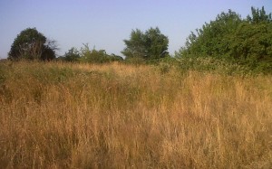 Scrub and grassland create good wildlife habitat at East Wickham Open Space (Photo: Chris Rose)