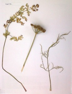 Corky-fruited Water-dropwort from Coldblow in the Borough of Bexley. An important new record of a species that is very scarce in London. Lower stem leaf to the left, seed head centre, and upper stem leaf on the right. (Photo: Chris Rose) 