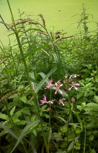 Two Ragged Robin plants found by the bog garden pond at at Danson Park constitute only the second site in the Borough for the species (Photo: Chris Rose)