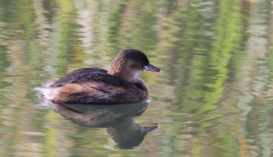 Little Grebe (Tachybaptus ruficollis), also known as the Dabchick, on the FCM lake.