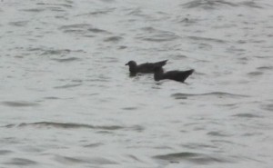 Two Great Skuas on the Thames off Bexley, 13th October 2014. (Photo: Mike Robinson)