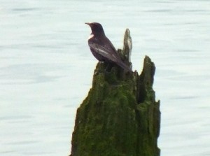 This Ring Ouzel dropped into  Crossness in April, on the way back to the uplands of northern England to breed (Photo: Mike Robinson)