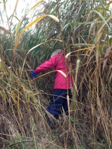 Ann disappears into a large stand of Common Reed during the  unsuccessful quest to find Harvest Mouse nests at Crossness. (Photo: Karen Sutton)