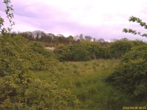 Erith Quarry, showing important scrub habitat that will be lost if 'development' is approved by Bexley Council.