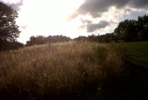 Storm clouds are gathering over Bexley's parks and open spaces as multiple threats, including the GLA and Council promoting vastly more 'development', and now proposed sell-offs from 