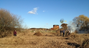 Volunteer at work o the 'ridge and furrow' reed bed (Photo: Karen Sutton)