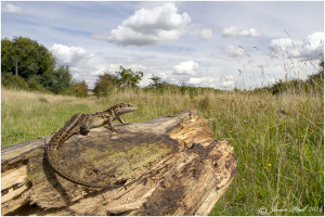 HERE BE DRAGONS! Once again Bexley Council seems to lack the backbone to stand up for our little vertebrate relatives in the face of 'developer' threats, and seems happy to have the important  populations at Erith Quarry shoe-horned into a fraction of the currently and potentially available  habitat. (Photo: Jason Steel)  