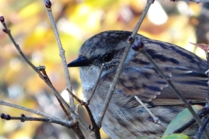 The unassuming Dunnock or Hedge Sparrow - a bird easily overlooked in the garden, but worth watching out for. (Photo: John Arnold) 