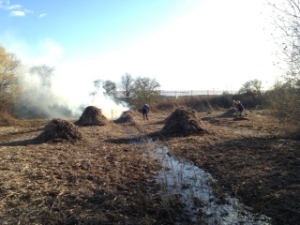 Numerous piles of reed were generated during the 3 hour session. (Photo: Karen Sutton)