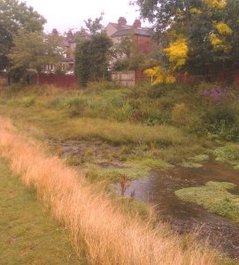 The outcome of River Shuttle habitat enhancements can be seen in Marlborough Park. (Photo: Chris Rose) 