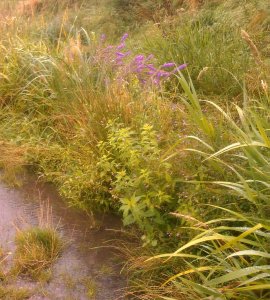 Purple Loosestrife, Gypsywort, grasses and sedges fringe the Shuttle in Marlborough Park (Photo: Chris Rose)