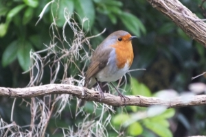 Robin (Photo: John Arnold) 