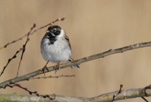 Male Reed Bunting (Photo: Ralph Todd)