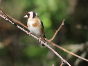 Goldfinch (Photo: Ralph Todd)