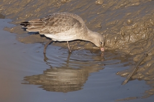 A Black-tailed Godwit feeding on the tidal mudflats off Crossness. (Photo: Martin Petchey)