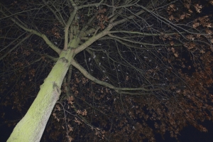 Bexleyheath Pied Wagtail roost (Photo: Martin Petchey)