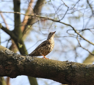 Mistle Thrush (Photo: Ralph Todd)