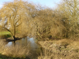 The River Cray approaching the boundary of Hall Place and Crayford Rough. (Photo: Brenda Todd) 