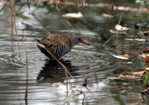 Relatively good, albeit brief, views of that elusive species the  Water Rail, were a highlight of the walk. (Photo, Ralph Todd) 