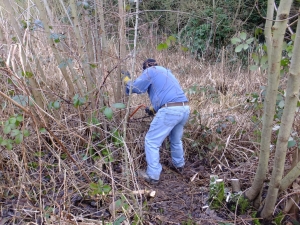 Getting stuck in to coppicing work at Ruxley