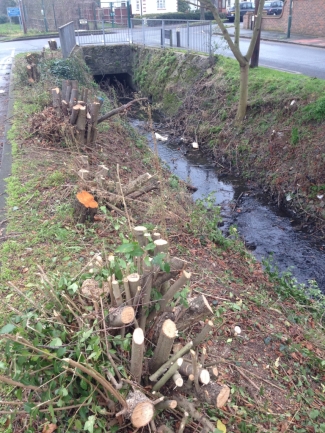 Whilst these stools have clearly been coppiced in the past, was this necessary, and if so, why was so much cut down at the same time, rather than on a rotation with half and half done alternately every 5 years or so (Photo: Joanne Bradley) 