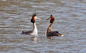 Bird walk attendees had a great view of these Great Crested Grebes indulging in their courtship display on Danson lake.  (Photo: Richard Spink)